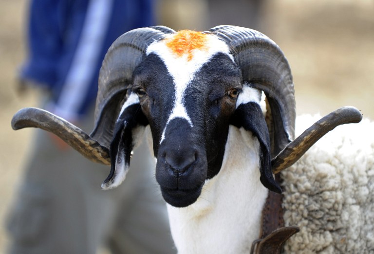 Muslim sheep slaughter to be banned in Moscow during Eid al-Adha feast